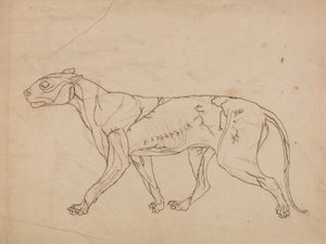 Studie van een tijger, lateraal aanzicht, uit Een vergelijkende anatomische expositie van de structuur van het menselijk lichaam met die van een tijger en een gewone vogel, 1795-1806 door George Stubbs