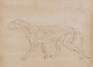 Studie van een tijger, lateraal aanzicht, uit Een vergelijkende anatomische expositie van de structuur van het menselijk lichaam met die van een tijger en een gewone vogel, 1795-1806 door George Stubbs