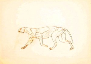 Studie van een tijger, lateraal aanzicht, uit Een vergelijkende anatomische expositie van de structuur van het menselijk lichaam met die van een tijger en een gewone vogel, 1795-1806 door George Stubbs