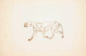 Studie van een tijger, lateraal aanzicht, uit Een vergelijkende anatomische expositie van de structuur van het menselijk lichaam met die van een tijger en een gewone vogel, 1795-1806 door George Stubbs