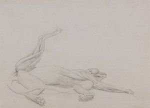Studie van een tijger, liggend, ventraal aanzicht, uit Een vergelijkende anatomische expositie van de structuur van het menselijk lichaam met die van een tijger en een gewone vogel, 1795-1806 door George Stubbs