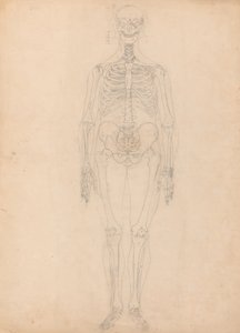 Studie van het Menselijk Lichaam, Anterieure Weergave, Diagram voor Sleutel naar Tabel I, uit Een Vergelijkende Anatomische Expositie van de Structuur van het Menselijk Lichaam met die van een Tijger en een Gewone Vogel, c.1795-1806 door George Stubbs