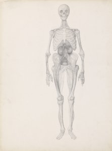 Studie van het menselijk figuur, vooraanzicht, laatste fase van dissectie, uit 