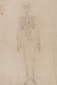 Studie van het menselijk lichaam, vooraanzicht, uit Een Vergelijkende Anatomische Expositie van de Structuur van het Menselijk Lichaam met die van een Tijger en een Gewone Vogel, c.1795-1806 door George Stubbs