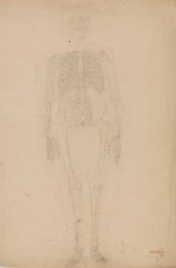 Studie van het menselijk lichaam, vooraanzicht, uit Een Vergelijkende Anatomische Expositie van de Structuur van het Menselijk Lichaam met die van een Tijger en een Gewone Vogel, c.1795-1806 door George Stubbs