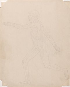 Studie van het Menselijk Lichaam, Laterale Weergave, uit Een Vergelijkende Anatomische Expositie van de Structuur van het Menselijk Lichaam met die van een Tijger en een Gewone Vogel, c.1795-1806