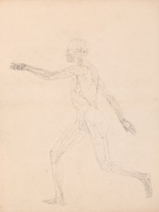 Studie van het Menselijk Lichaam, Lateraal Aanzicht, diagram voor sleutel naar tabel XIII, uit Een Vergelijkende Anatomische Expositie van de Structuur van het Menselijk Lichaam met die van een Tijger en een Gewone Kip, 1795-1806