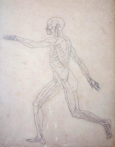 Studie van het menselijk lichaam, zijaanzicht, uit Een Vergelijkende Anatomische Expositie van de Structuur van het Menselijk Lichaam met die van een Tijger en een Gewone Vogel, c.1795-1806 door George Stubbs