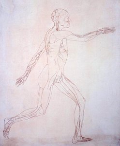 Studie van het menselijk lichaam, zijaanzicht, uit Een Vergelijkende Anatomische Expositie van de Structuur van het Menselijk Lichaam met die van een Tijger en een Gewone Vogel, c.1795-1806 door George Stubbs