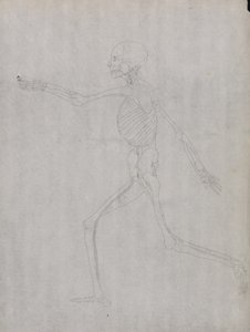 Studie van het Menselijk Lichaam, Laterale Weergave, uit Een Vergelijkende Anatomische Expositie van de Structuur van het Menselijk Lichaam met die van een Tijger en een Gewone Vogel, 1795-1806