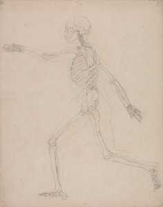 Studie van het Menselijk Lichaam, Laterale Weergave, uit Een Vergelijkende Anatomische Expositie van de Structuur van het Menselijk Lichaam met die van een Tijger en een Gewone Vogel, 1795-1806 door George Stubbs