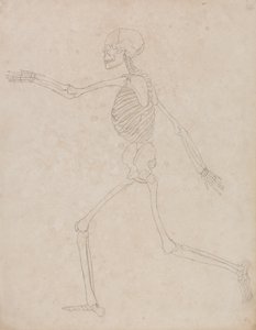 Studie van het Menselijk Lichaam, Laterale Weergave, uit Een Vergelijkende Anatomische Expositie van de Structuur van het Menselijk Lichaam met die van een Tijger en een Gewone Vogel, 1795-1806 door George Stubbs