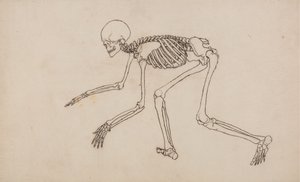 Studie van het Menselijk Lichaam, Laterale Weergave, uit Een Vergelijkende Anatomische Expositie van de Structuur van het Menselijk Lichaam met die van een Tijger en een Gewone Vogel, 1795-1806 door George Stubbs