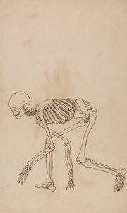 Studie van het Menselijk Lichaam, Laterale Weergave, uit Een Vergelijkende Anatomische Expositie van de Structuur van het Menselijk Lichaam met die van een Tijger en een Gewone Vogel, 1795-1806