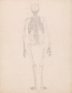 Studie van het Menselijk Lichaam, Posterieure Weergave, Diagram voor Sleutel naar Tabel II, uit Een Vergelijkende Anatomische Expositie van de Structuur van het Menselijk Lichaam met die van een Tijger en een Gewone Vogel, c.1795-1806 door George Stubbs