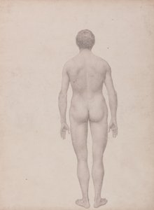 Studie van het Menselijk Lichaam, Posterieure Weergave, Ongedissecteerd, Voltooide Studie voor Tabel VII, uit Een Vergelijkende Anatomische Expositie van de Structuur van het Menselijk Lichaam met die van een Tijger en een Gewone Vogel door George Stubbs