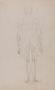 Studie van het menselijk lichaam, achteraanzicht, uit Een Vergelijkende Anatomische Expositie van de Structuur van het Menselijk Lichaam met die van een Tijger en een Gewone Vogel, c.1795-1806 door George Stubbs