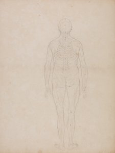 Studie van het menselijk lichaam, achteraanzicht, uit Een Vergelijkende Anatomische Expositie van de Structuur van het Menselijk Lichaam met die van een Tijger en een Gewone Vogel, c.1795-1806 door George Stubbs