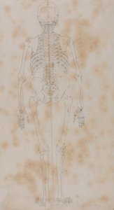 Studie van het menselijk lichaam, achteraanzicht, uit Een Vergelijkende Anatomische Expositie van de Structuur van het Menselijk Lichaam met die van een Tijger en een Gewone Vogel, c.1795-1806 door George Stubbs