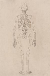 Studie van het Menselijk Lichaam, Posterieure Weergave, uit Een Vergelijkende Anatomische Expositie van de Structuur van het Menselijk Lichaam met die van een Tijger en een Gewone Vogel, c.1795-1806 door George Stubbs
