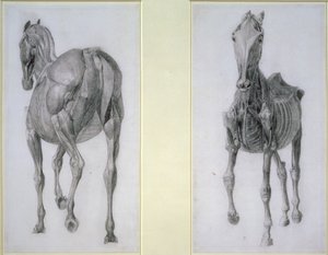 De studie van spieren: voor- en achteraanzicht, uit de 13e anatomische tafel, uit de anatomie van het paard, 1766