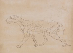 Tijgerlichaam, lateraal aanzicht door George Stubbs