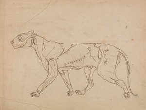 Tijgerlichaam, zijaanzicht (omtrekstudie van de oppervlakkige spieren en hun bloedtoevoer, waarschijnlijk gemaakt voor een sleutel figuur) door George Stubbs