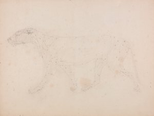 Tijgerlichaam, zijaanzicht (studie van de spieren voor de sleutel figuur bij Tabel IX) door George Stubbs