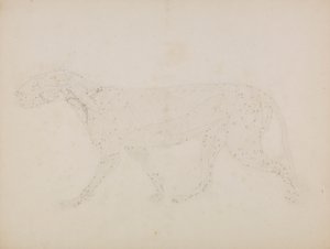 Tijgerlichaam, lateraal aanzicht (studie van de bovenste spierlagen en hun bloedtoevoer voorbereid voor de sleutelfiguur naar Tabel XIV)