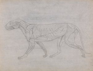Tijgerlichaam, lateraal zicht door George Stubbs