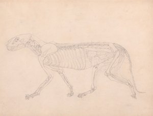 Tijgerlichaam, lateraal zicht door George Stubbs