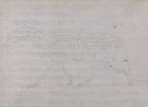 Tijgerlichaam, zijaanzicht door George Stubbs