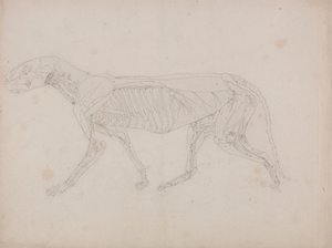 Tijgerlichaam, Zijaanzicht door George Stubbs