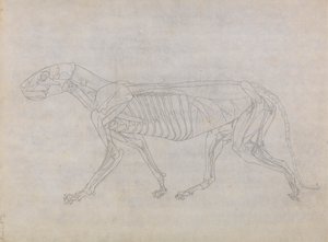 Tijgerlichaam, Zijaanzicht door George Stubbs