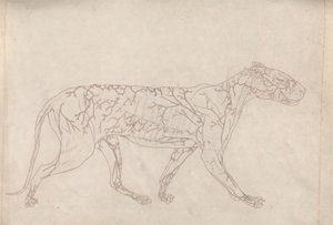 Tijger, zijaanzicht (omtrekstudie van de oppervlakkige bloedtoevoer, voorbereid voor de sleutel figuur bij Tabel IX) door George Stubbs