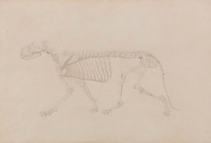 Tigerskelet, zijaanzicht (Zeer gedetailleerde studie voor Tafel IV) door George Stubbs