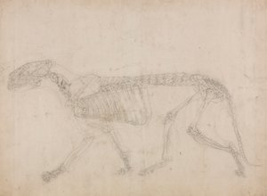 Tijgerskelet, Zijaanzicht (Waarschijnlijk de hoofdstudie van het skelet) door George Stubbs