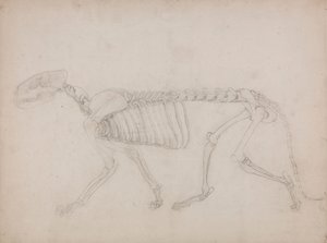 Tijgerskelet, lateraal zicht door George Stubbs