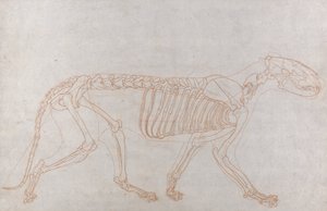Tijgerskelet, zijaanzicht door George Stubbs