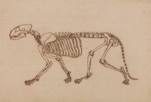 Tigerskelet, zijaanzicht door George Stubbs