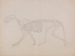 Tigerskelet, Lateraal Aanzicht door George Stubbs