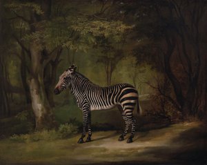 Zebra, tentoongesteld 1763