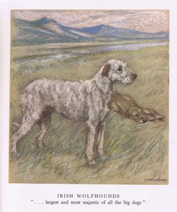 Ierse wolfshonden (kleurenlitho) door George Vernon Stokes