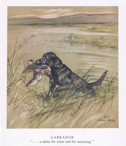 Labrador (kleurenlitho) door George Vernon Stokes