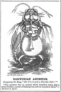 Darwiniaanse voorouder, 1887