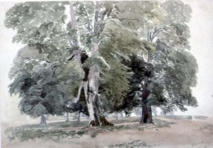 Studie van Bomen