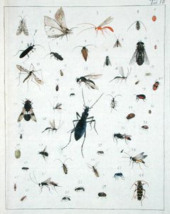 Verschillende insecten, plaat VII uit 