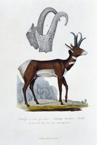 Natuurhistorische plaat: Zoölogische plaat die de Gevlekte Antilope voorstelt; Furcifer Antelope, Smith. a. De hoorns in hun volledige ontwikkeling - in Volledige Werken van Buffon door natuuronderzoeker Georges Louis Leclerc, Graaf van Buffon. Gravure uit