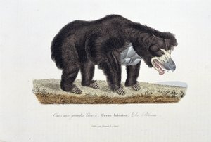 Natuurhistorische plaat: Zoölogische plaat die de Beer met Grote Lippen, Ursus labiatus, De Blainville afbeeldt - in 