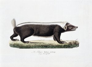 Natuurhistorische Plaat: Zoölogische plaat die Le Telagon, Mydaus meliceps volgens Hosfield afbeeldt - in "Volledige Werken van Buffon" door natuuronderzoeker Georges Louis Leclerc, Graaf van Buffon (1707 - 1788). Gravure uit 1837.